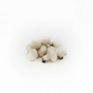 Fungo champignon 500GR – MODENA